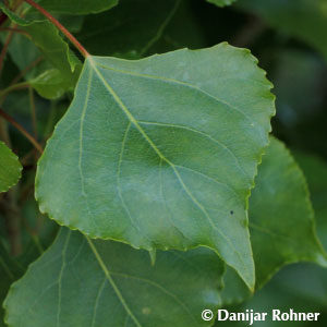 Populus nigra'Italica'