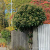 Hedera helix'Arborescens'