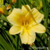 Hemerocallis'Stella de Oro'