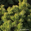 Pinus mugovar. pumilio