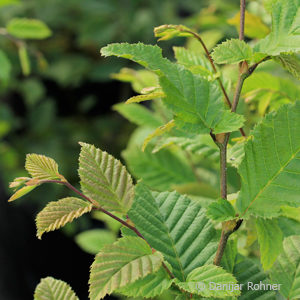 Carpinus betulus