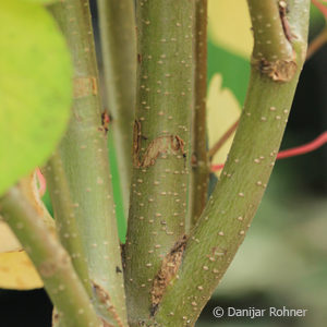 Cercidiphyllum japonicum