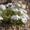 Phlox (Subulata-Gruppe)'White Delight'