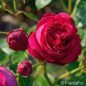 Romanticarose'Red Eden Rose'