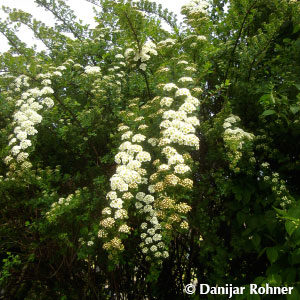 Spiraea nipponica'Snowmound'