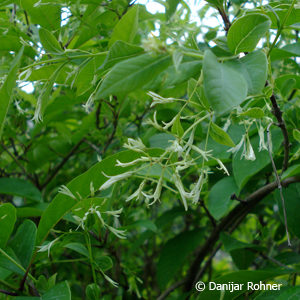 Chionanthus virginicus