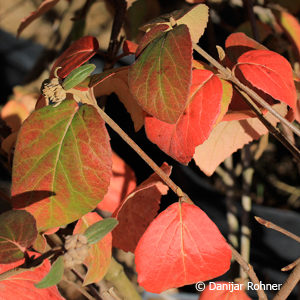 Viburnum carlcephalum (x)