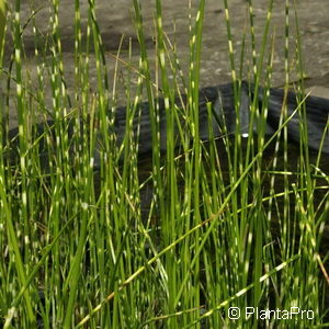 Scirpus tabernaemontani'Zebrinus'