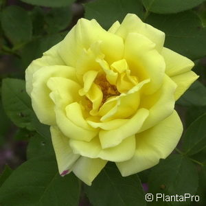 Kletterrose'Goldstern'