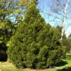 Taxus baccata'Aureovariegata'