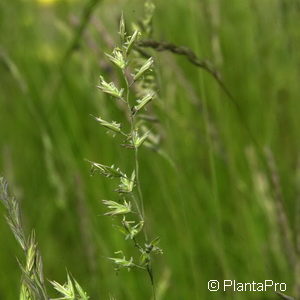 Festuca ovina