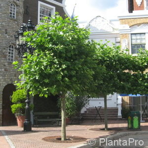 Platanus acerifoliaschirmförmig