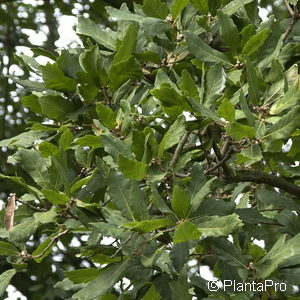 Quercus turneri (x)'Pseudoturneri'