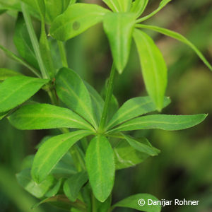 Galium odoratum