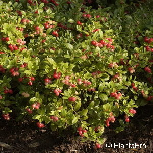 Vaccinium (Preiselbeere)'Koralle'