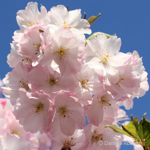 Prunus'Accolade'