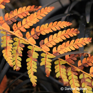 Polystichum setiferum'Proliferum'