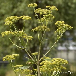 Levisticum officinale