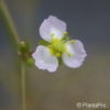 Alisma plantago-aquatica