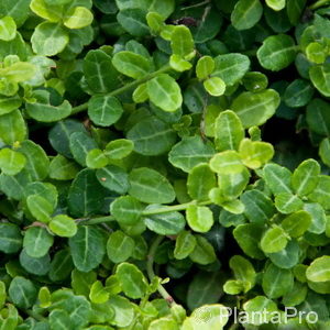 Euonymus fortunei'Minimus'