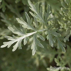 Artemisia absinthium