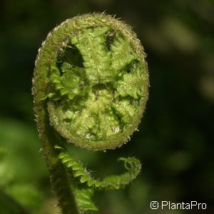 Dryopteris filix-mas