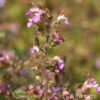 Teucrium chamaedrys