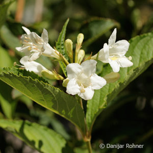 Weigela'Candida'