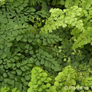 Adiantum venustum