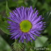 Erigeron'Dunkelste Aller'