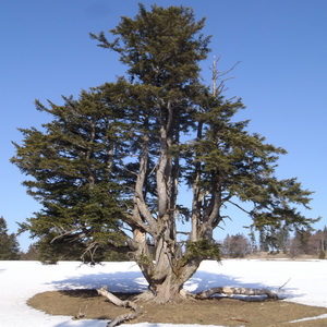 Picea abies