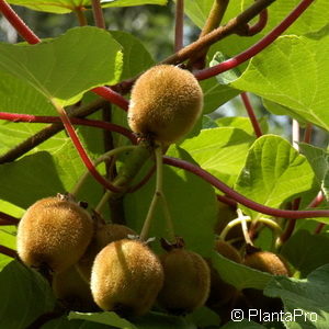 Actinidia deliciosa'Hayward' weiblich