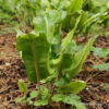 Asplenium scolopendrium