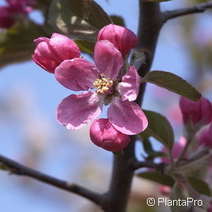 Malus'Liset'