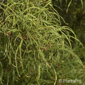Frangula alnus'Aspleniifolia'