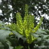 Mahonia bealei