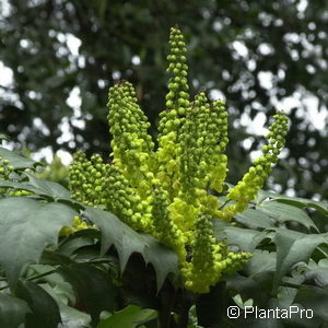 Mahonia bealei