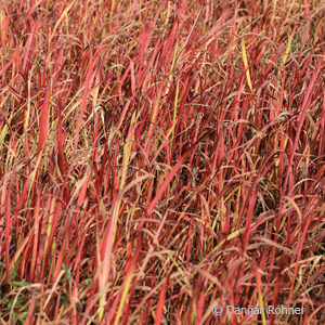 Imperata cylindrica'Red Baron'