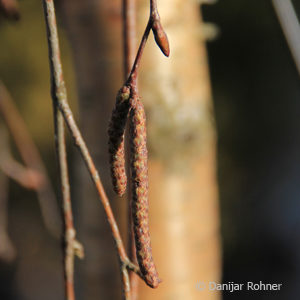 Betula pendula'Youngii'