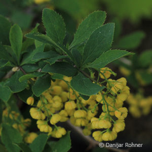 Berberis vulgaris