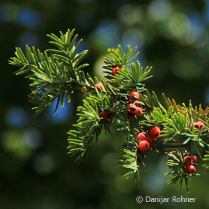 Taxus baccata