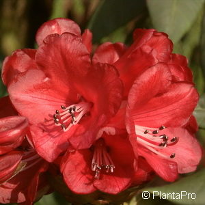 Rhododendron (Knaphill-Exbury Azalee)'Fireball'