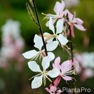 Gaura lindheimeri'Whirling Butterflies'