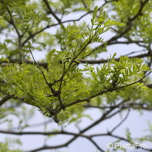 Gleditsia triacanthosf. inermis