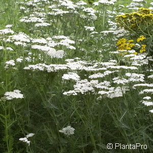 Achillea millefolium'White Beauty'