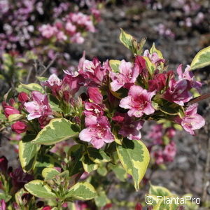 Weigela florida'Nana Variegata'