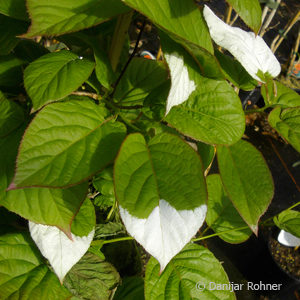 Actinidia kolomikta