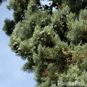 Cupressus arizonica'Glauca'