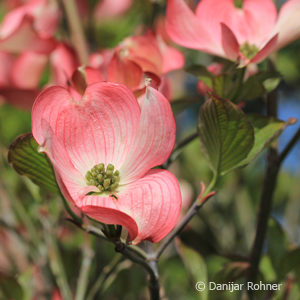 Cornus floridaf. rubra