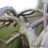 Salix caprea'Kilmarnock'